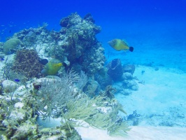 Whitespot Filefish on Reef IMG 9330
